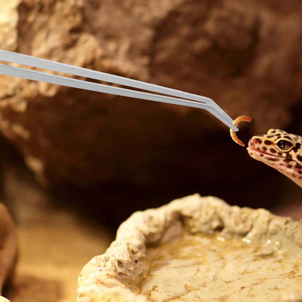 2Pcs Stainless Steel Reptile F - Feeding Tong Stainless 评论和价格